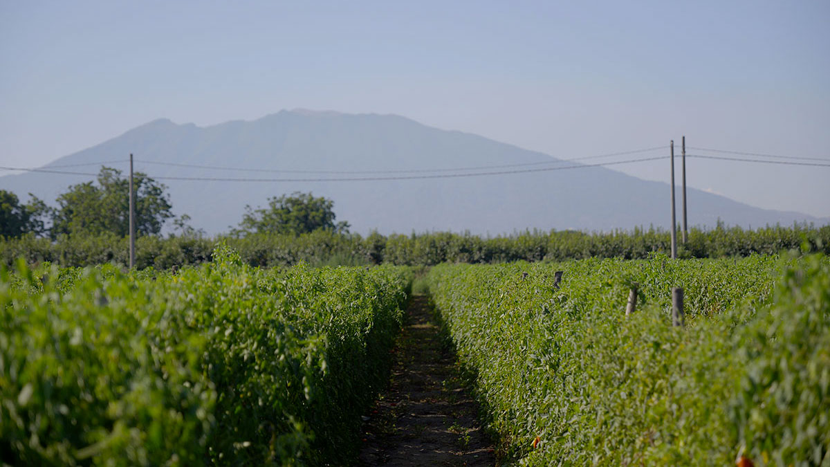 aree-produzione-san-marzano_1