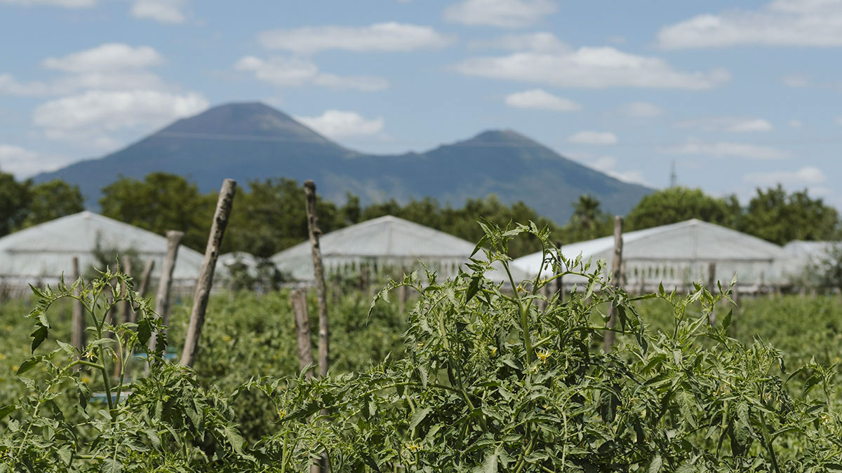aree-produzione-san-marzano_2