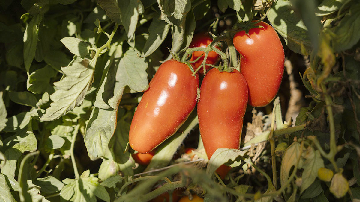 aree-produzione-san-marzano_3