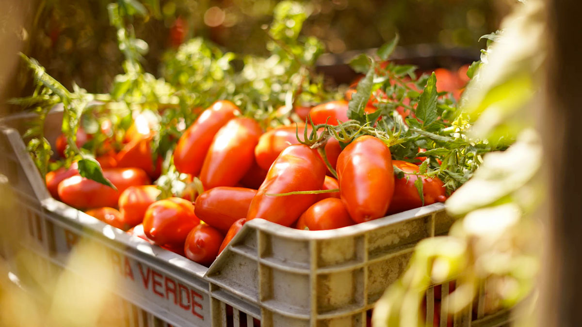 aree-produzione-san-marzano_4